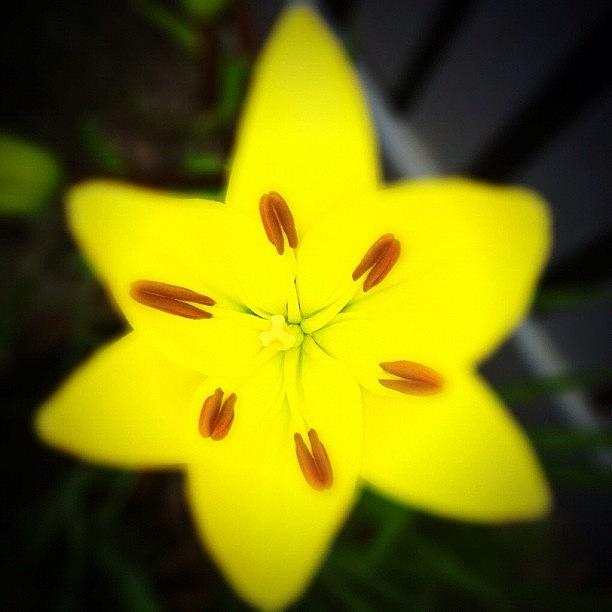 Yellow Day Lily! Photograph by Michael Krajnak