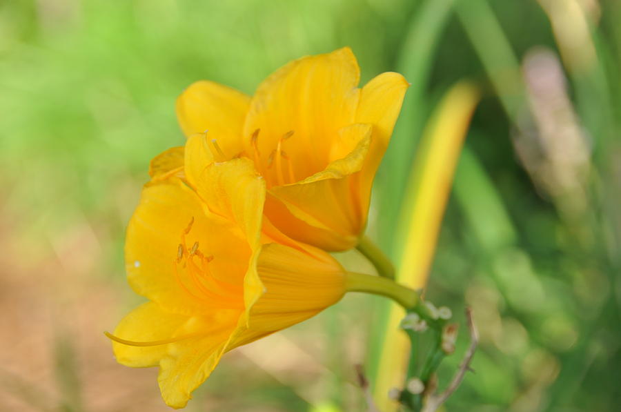 Lily Photograph - Yellow Daylilies by John Black