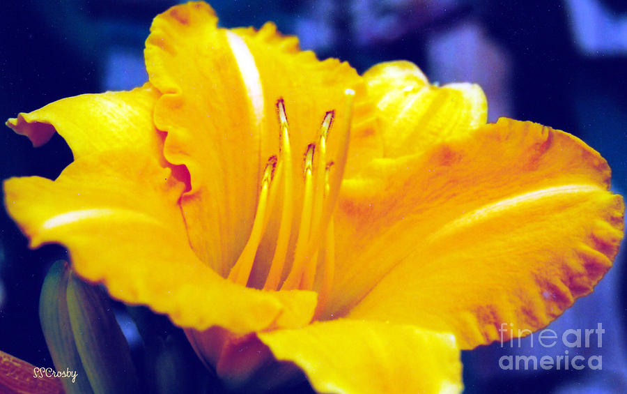 Yellow Daylily 10 Photograph by Susan Stevens Crosby