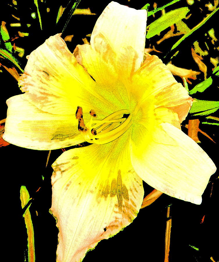 Yellow Daylily Photograph