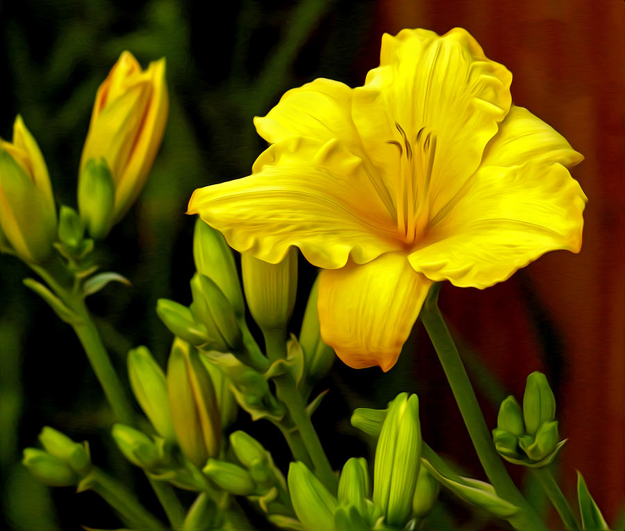Yellow Daylily Photograph by James Steele