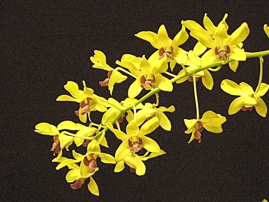 Yellow Dendrobium Orchid Photograph by Alfred Ng