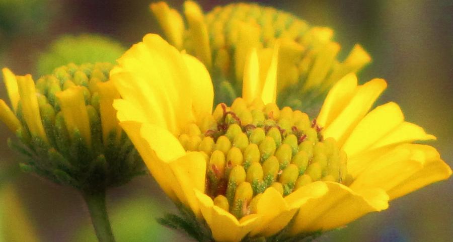 Yellow Desert Flower Photograph