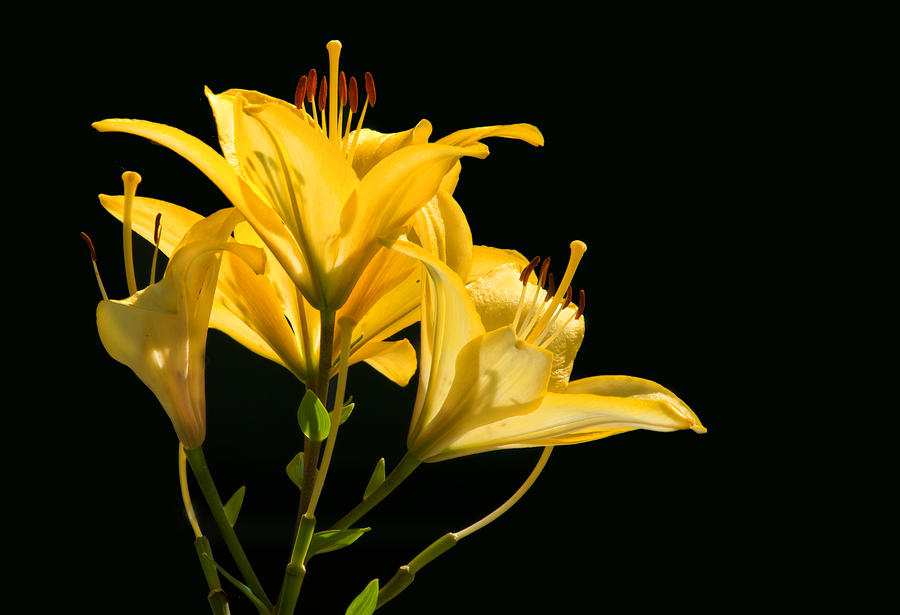 Yellow Photograph by Don Durfee