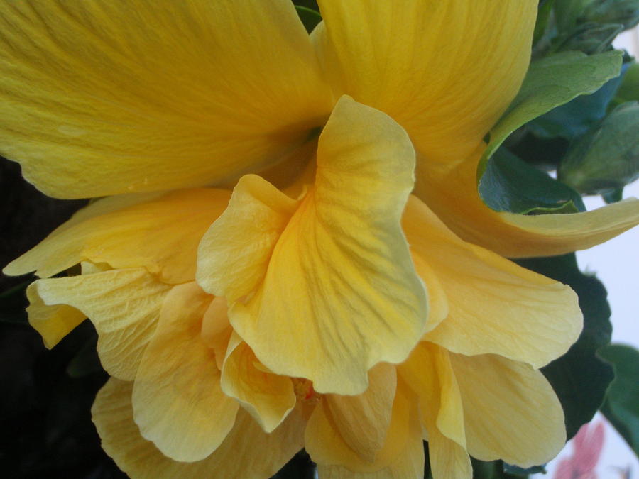 Yellow Double Hibiscus Photograph By Senske Art - Fine Art America