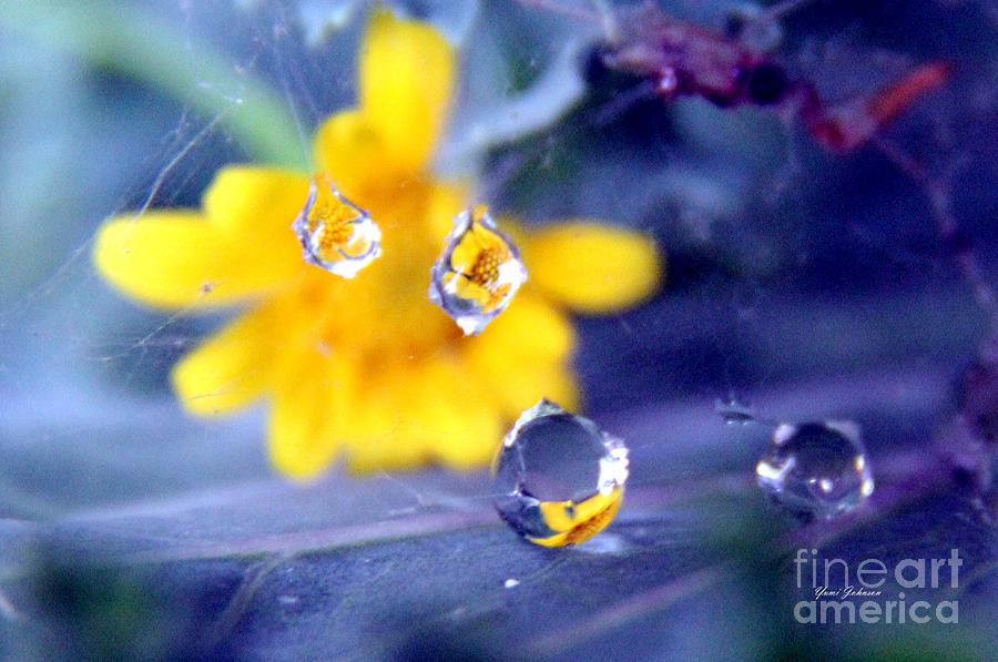 Yellow drops Photograph by Yumi Johnson