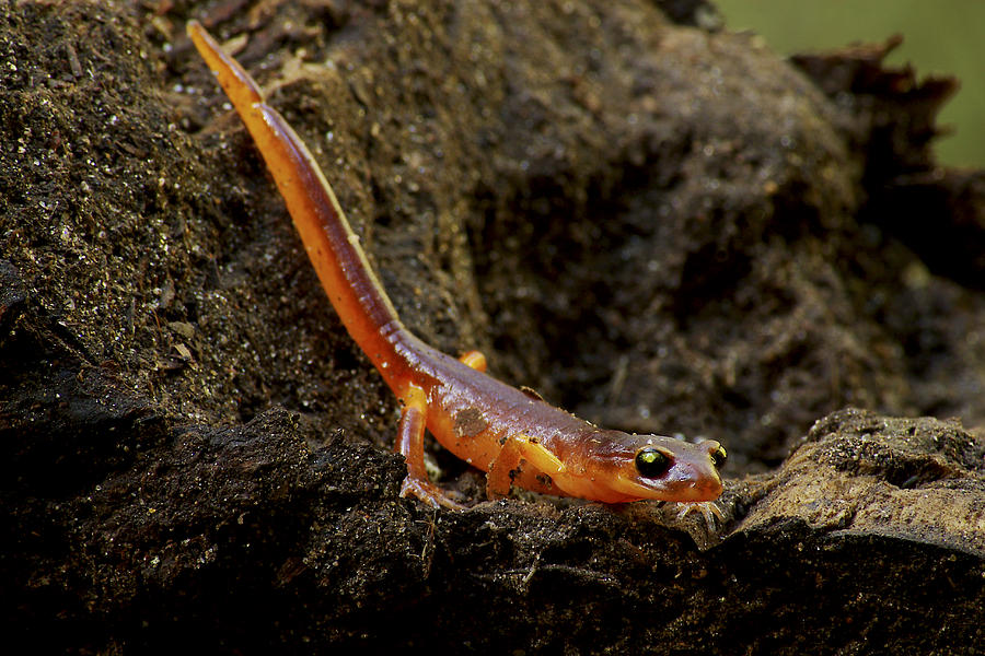 Yellow Eyed Ensatina Male Salamander Photograph by Sebastian Kennerknecht