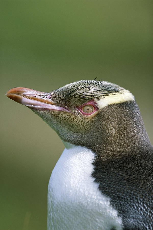 Yellow-eyed Penguin Megadyptes Photograph by Tui De Roy