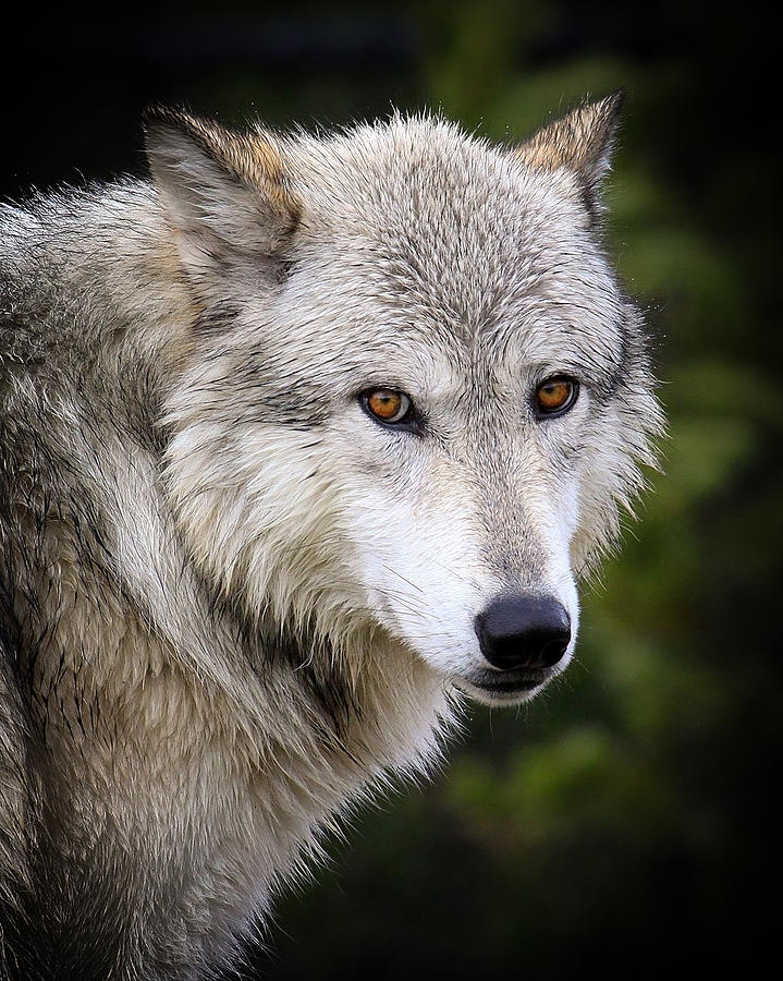 wolf with yellow eyes