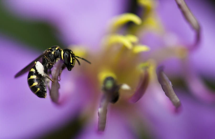 Yellow Faced Bee Photograph by Zoe Ferrie