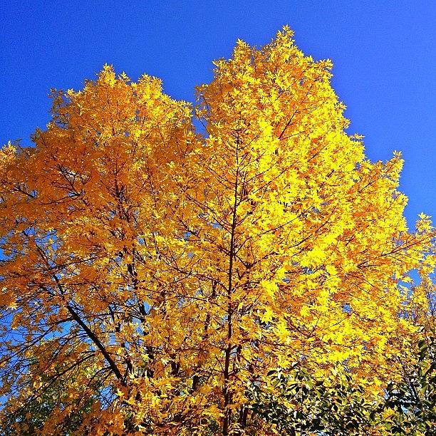 Fall Photograph - #yellow #fall by Stevie Carlyle
