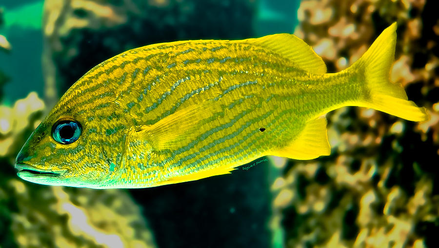 Fish Photograph - Yellow Fellow by DigiArt Diaries by Vicky B Fuller