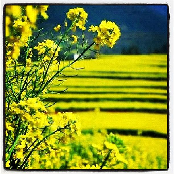 Sunset Photograph - Yellow Field #ig #beautiful #iphoneart by Rocky Boat