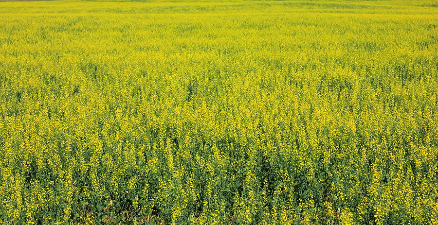 Yellow field of canola Photograph by Jim Sauchyn