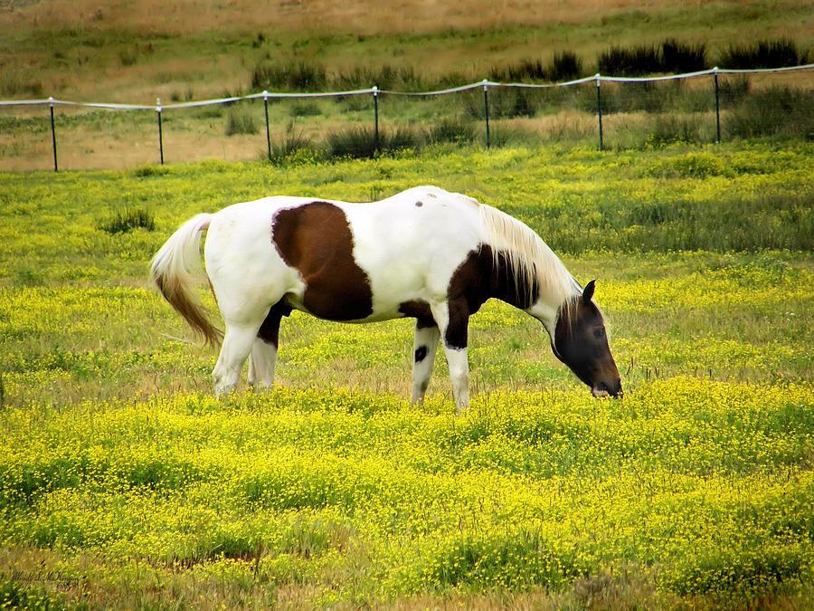 Yellow Fields Horse Photograph by Wendy McKennon
