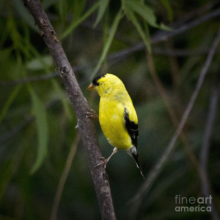Finch Photograph - Yellow Finch - Artist Cris Hayes by Cris Hayes