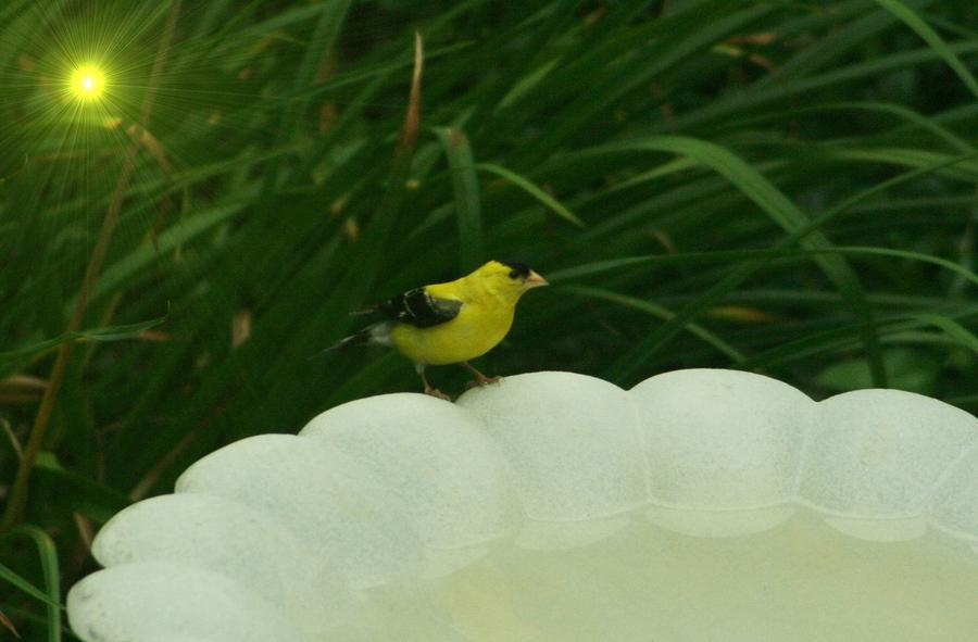 Yellow Finch Photograph by Barbara S Nickerson