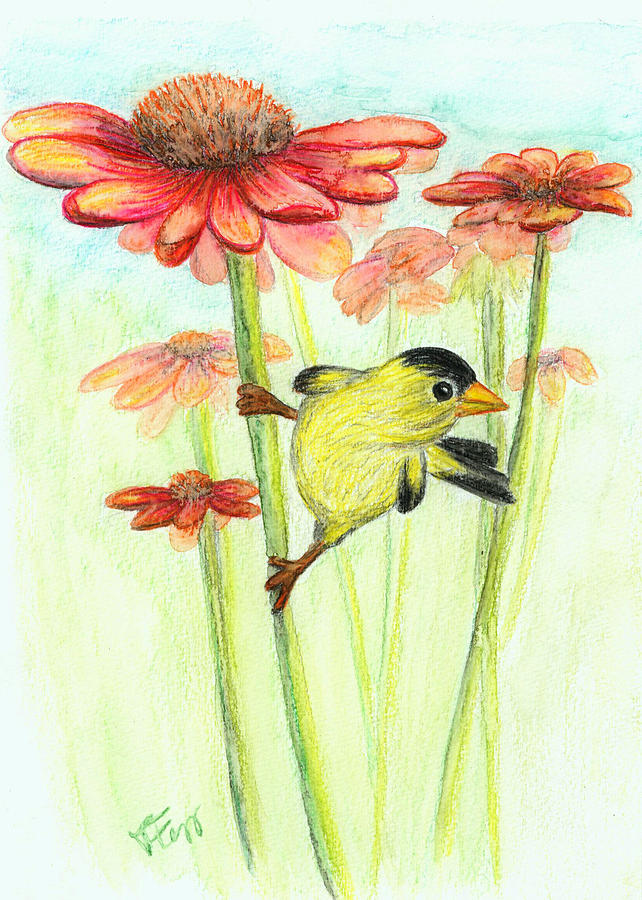 Yellow finch Drawing by Tatiana Fess