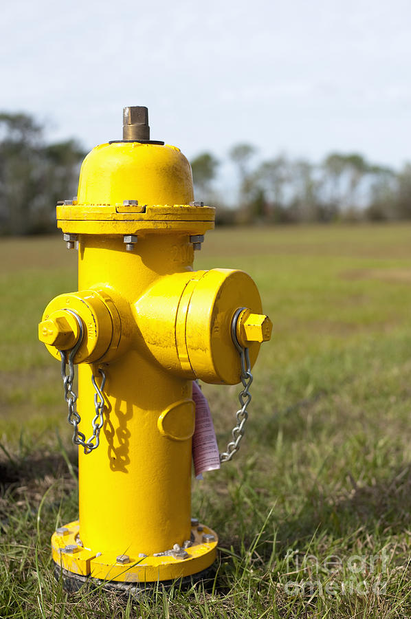 Yellow Fire Hydrant Photograph by Sam Bloomberg-rissman
