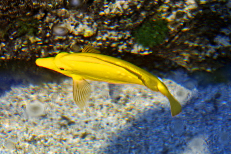 Yellow Fish in Clear Water Photograph by Linda Phelps