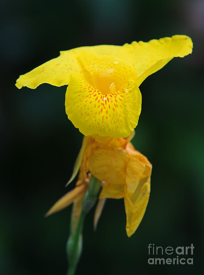 Iris Photograph - Yellow Flag by Pete Reynolds