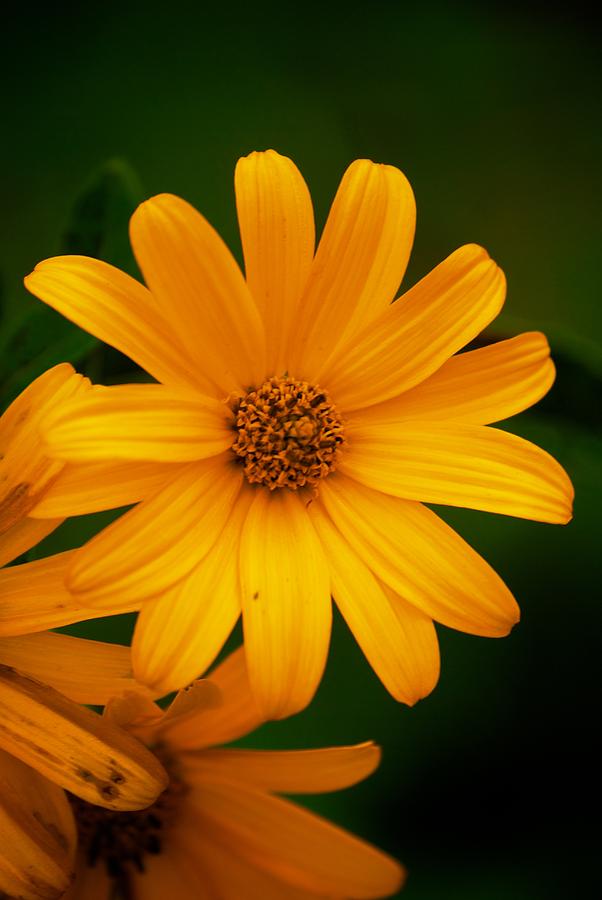 Yellow Flower Photograph by Prince Andre Faubert