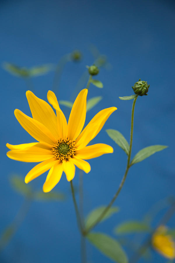 Yellow flower blue background Photograph by Matthias Hauser