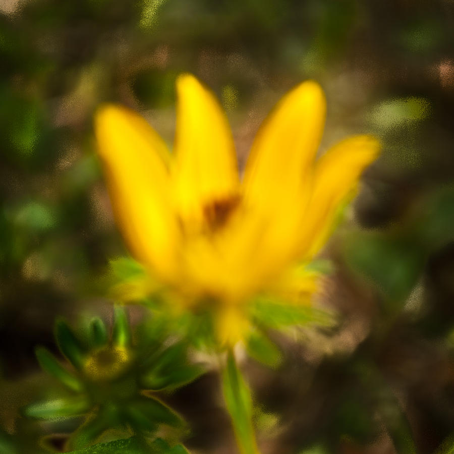 Abstract Photograph - Yellow Flower  by Carl Schmidt