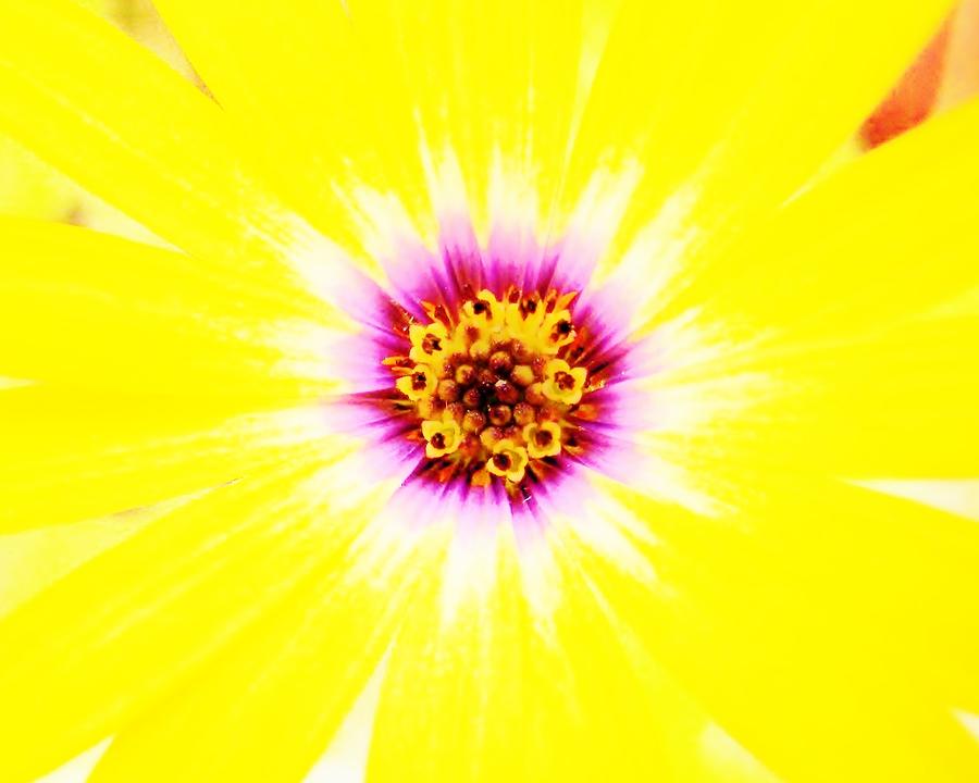 Yellow Flower Close up Photograph by Susan Carella
