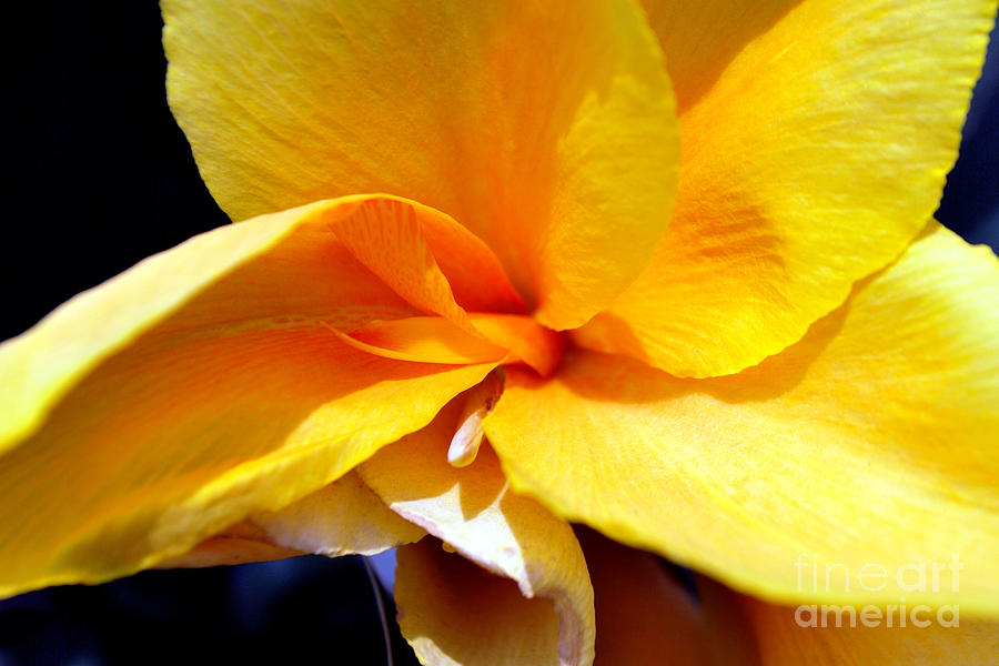 Horizontal Photograph - Yellow Flower by Denis Shah