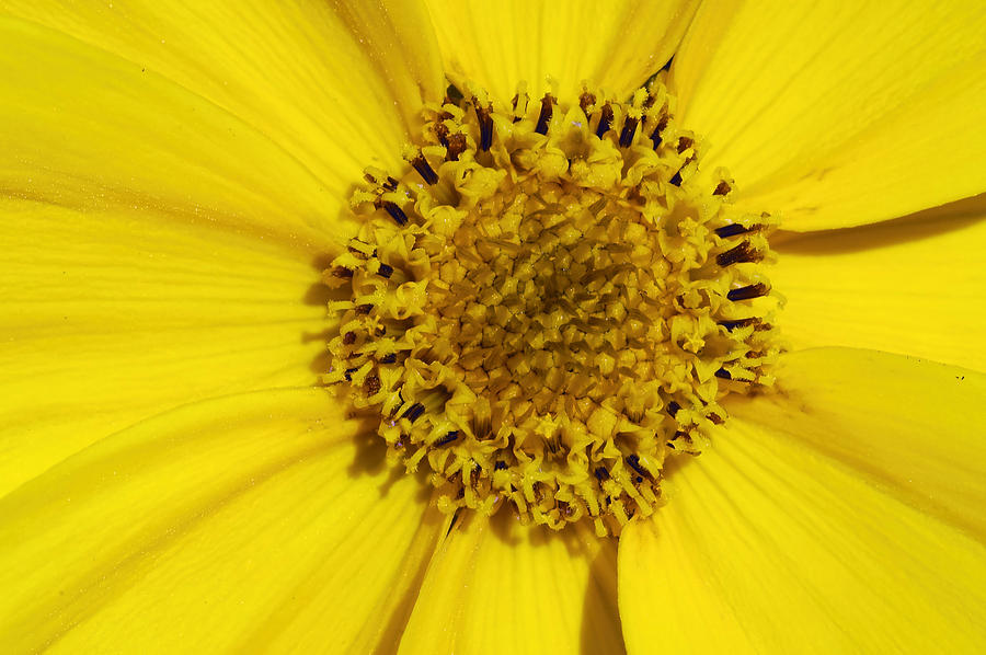 Yellow flower detail Photograph by Matthias Hauser