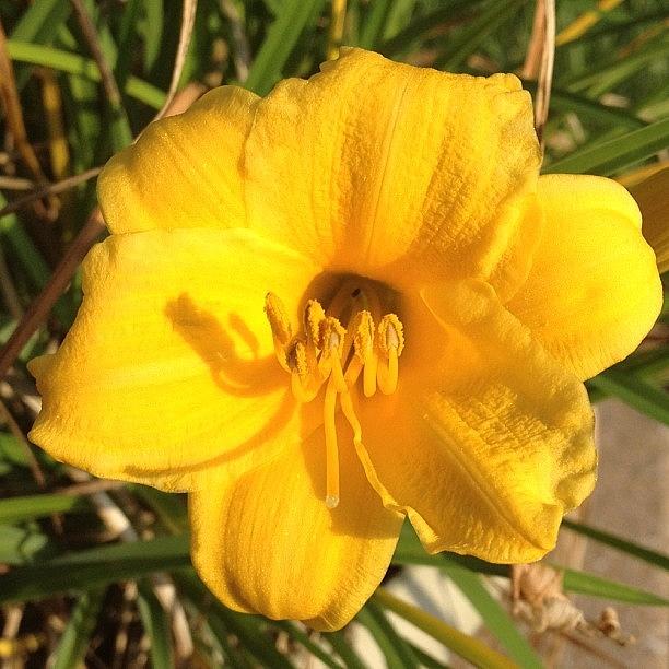 Flower Photograph - Yellow Flower #flo #floa #flora by Val A
