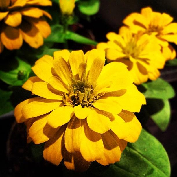 Nature Photograph - Yellow flower II  by Juan Ramos