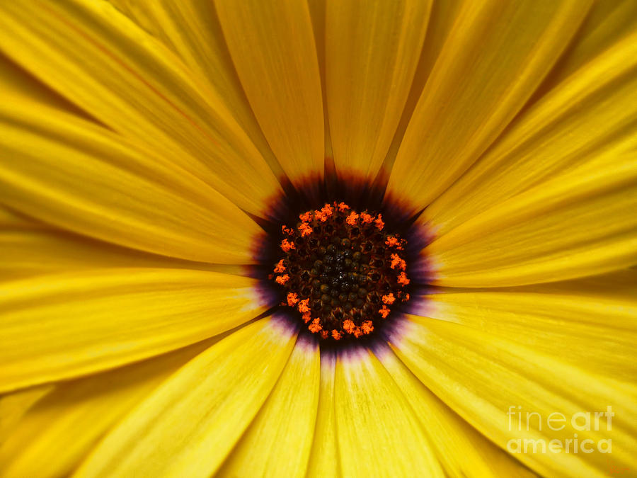 Yellow Flower Photograph by Jeff Breiman