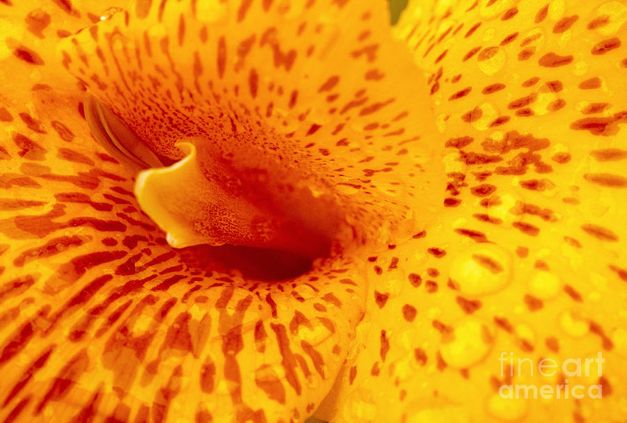 Amarillo Photograph - Yellow Flower by Juan Silva