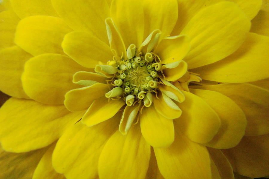 Pretty in Yellow Photograph by Mary Halpin