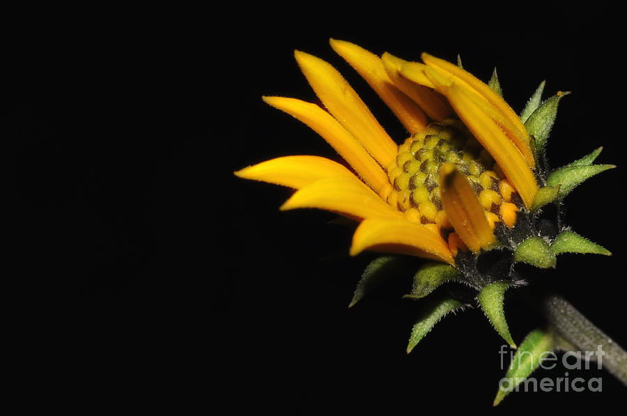 Yellow flower Photograph by Mats Silvan