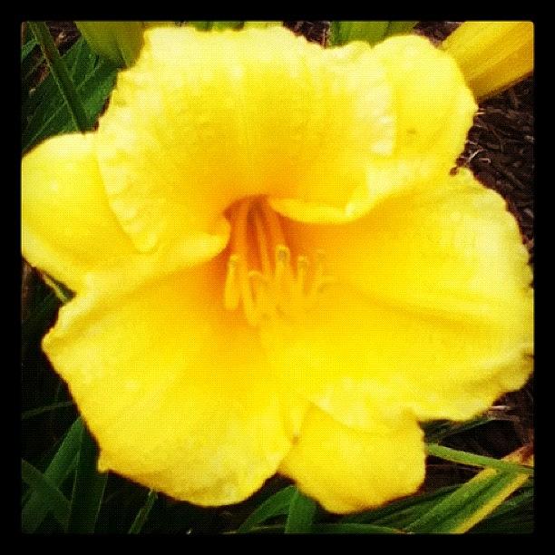 Nature Photograph - #yellow #flower #nature #beautiful by Amber Campanaro