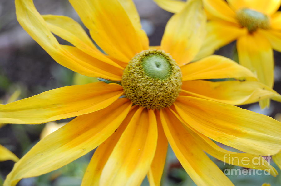 Yellow Flower  Photograph by Patty Vicknair