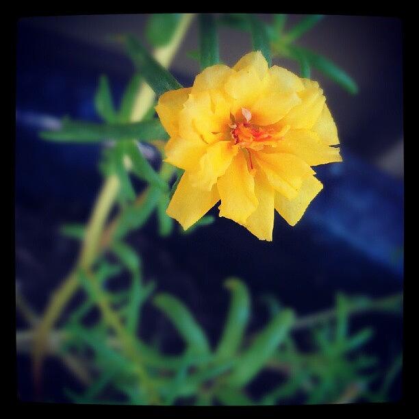 Summer Photograph - Yellow Flower by Percy Bohannon