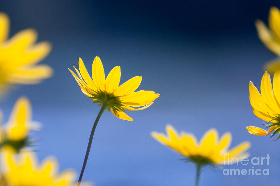 Yellow Flower Photograph by Susan Cliett