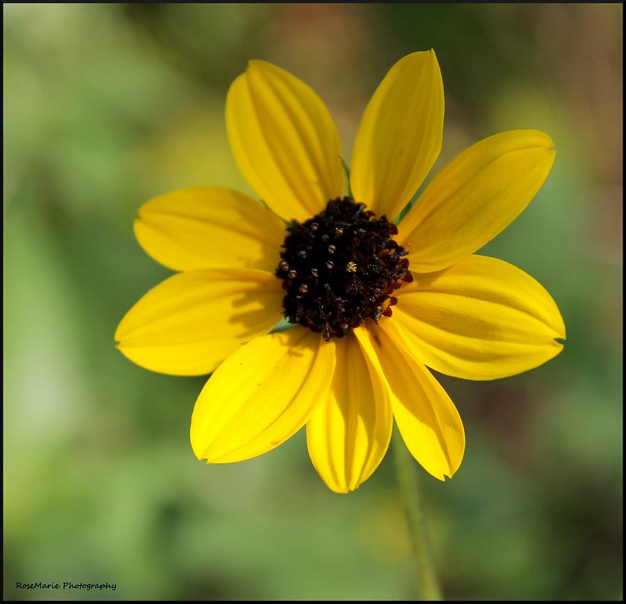 Flower Photograph - Yellow Flower by Vanessa Parent