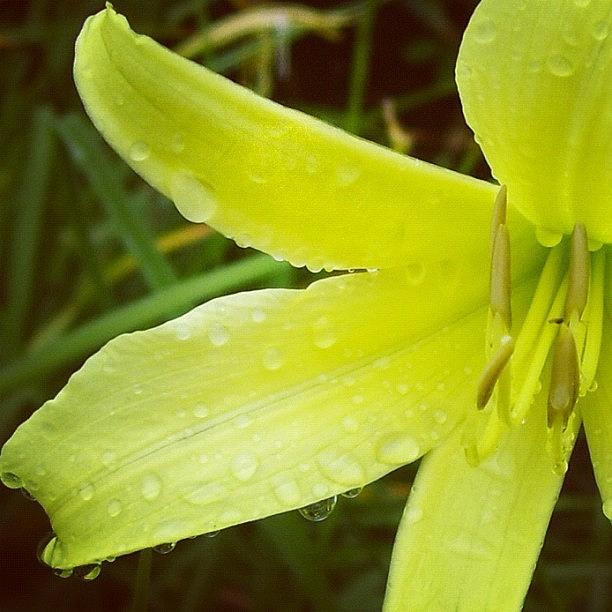 Flowers Still Life Photograph - #yellow #flower #water #droplets by Grace Shine
