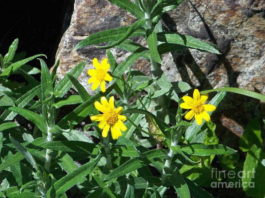 Yellow Flowers Photograph by Charles Robinson