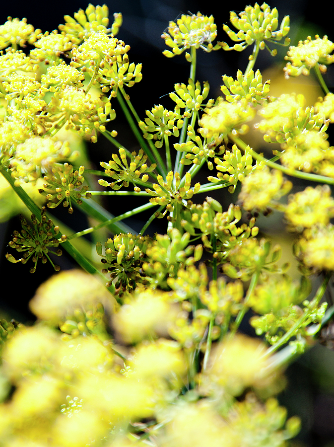Yellow Flowers Photograph by Gilbert Artiaga