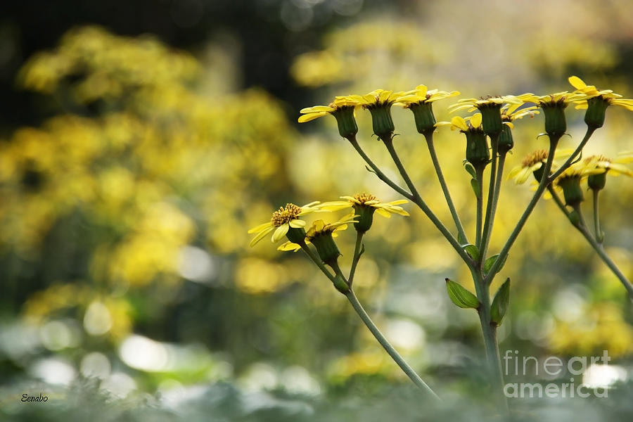 Yellow Flowers Photograph by Eena Bo