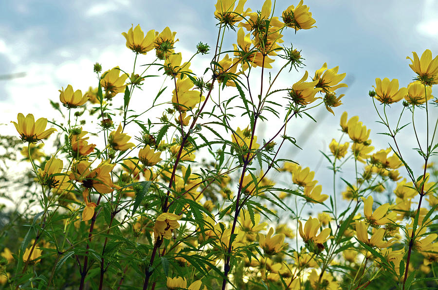 Yellow Flowers Photograph by La Dolce Vita