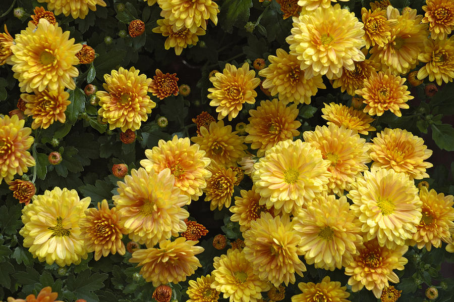 Yellow flowers Photograph by Matthias Hauser