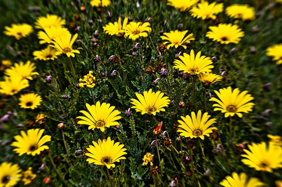 Yellow flowers of the field of green grass Photograph by Michael Goyberg