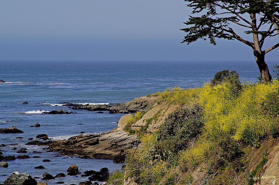 Yellow Flowers on the Central California Coast Photograph by Mick Anderson